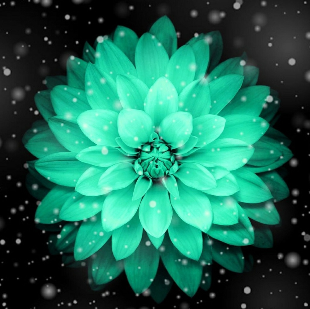 Meet your Posher, Brandy